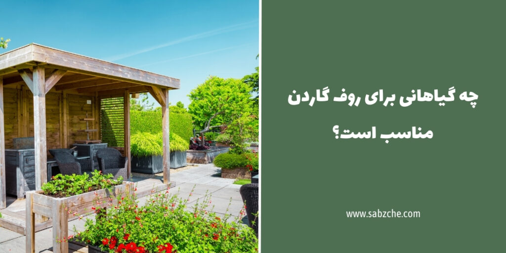 گیاهانی مناسب روف گاردن - سبزچه